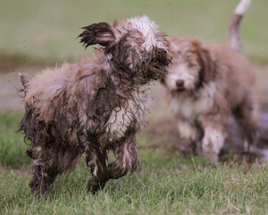 dirty brown bearded collie beardie puppy