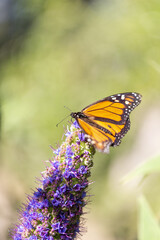 monarch butterfly on purple flower