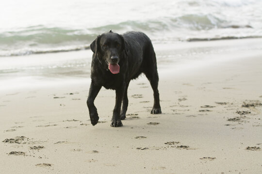 A black labrador retriever dog running on a beach .