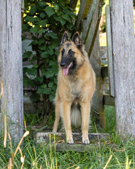  belgian shepherd turveran standing