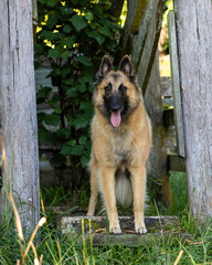  belgian shepherd turveran standing