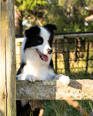 Border collie head