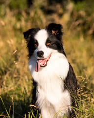 Border collie head