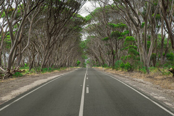 Obraz premium Kangaroo Island rural road South Australian landscape in remote area.