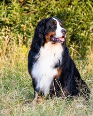 bernese Mountain dog sitting 