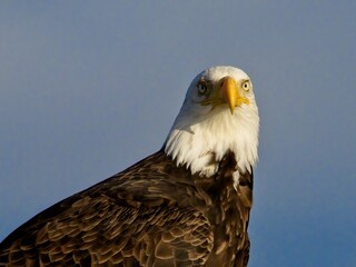 Bald eagle perched on Sidney BC coast against blue sky
