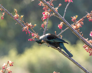 NZ tri feeding in a cherry tree