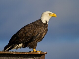 Bald eagle perched on Sidney BC coast against blue sky