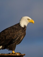 Fototapeta premium Bald eagle perched on Sidney BC coast against blue sky