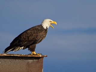 Bald eagle perched on Sidney BC coast against blue sky