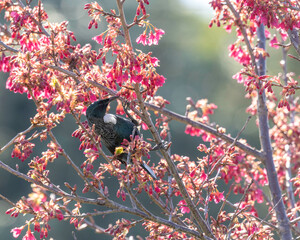 NZ tri feeding in a cherry tree