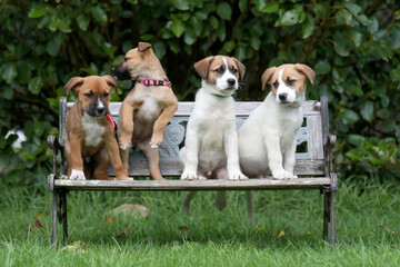 4 cross bred puppy on a chair