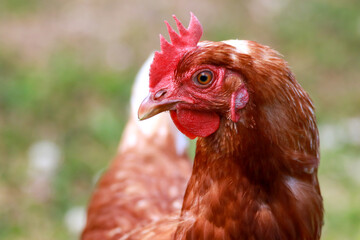 hen head study