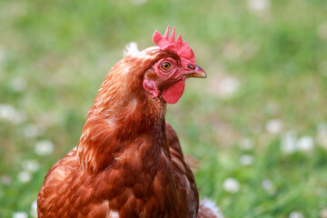 hen head study