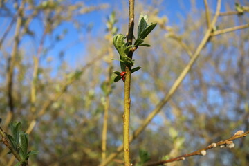 two ladybugs having sex, spring