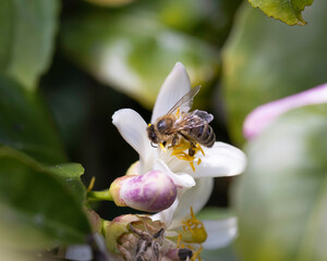 bee in a lemon tree flower