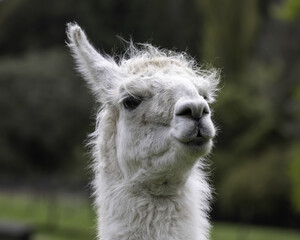 Obraz premium llama head