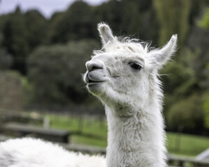 Obraz premium llama head