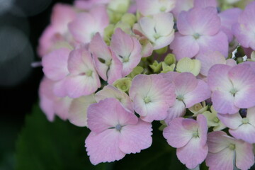 Fototapeta premium ピンク色の紫陽花