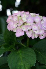 ピンク色の紫陽花