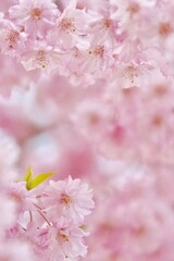 しだれ桜