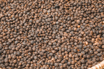 Dried Robusta Coffee Bean Cherry with greenhouse solar drying system. Dry with Natural Process