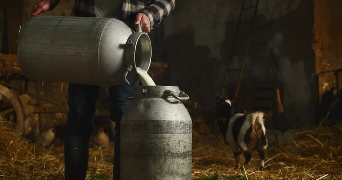 Cinematic close up shot of young male farmer is pouring fresh caprine milk to filling a can used for biological dairy products industry in stable of countryside farm with walking goat on background.