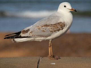 Lone seagull standing on ledge