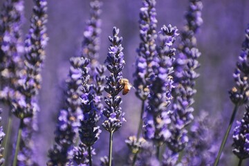 New Zealand, Lavender Farm is just a few minutes from Wanaka. You can enjoy 20 acres of beautiful...