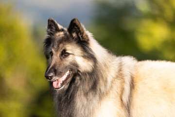 Belgian shepherd terveren head