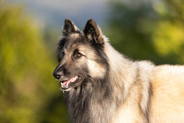 Belgian shepherd terveren head