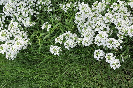 Masaandsaya Photos Images Assets Adobe Stock