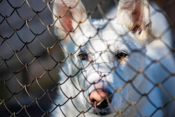 behind the fence