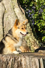 pembroke corgi in a tree