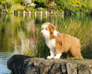 Fototapete bei efototapeten.de bestellen   