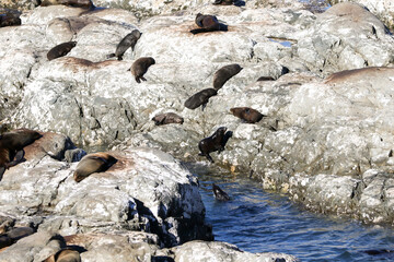 NZ Fur seals on the rocks 