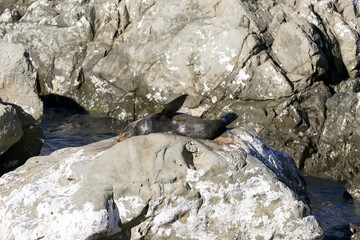NZ Fur seals on the rocks 