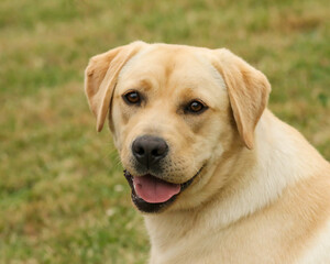 labrador retriever head