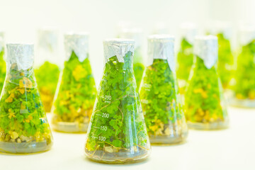Test tubes with different plants in laboratory, closeup. University lab exploring new methods of plant breeding, Alternative green herb medicine, Natural skin care beauty products, Laboratory and deve