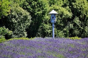 New Zealand, Lavender Farm is just a few minutes from Wanaka. You can enjoy 20 acres of beautiful lavender fields and display gardens there. Purple flowers and flying bees are everywhere around you!