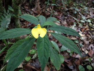 mountain forest vegetation with unique and beauty yellow blooming flower