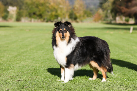 Collie Rough tri colour standing in the grass