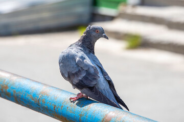 pigeon in the park