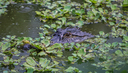 Alligator camouflaging in the swamp 