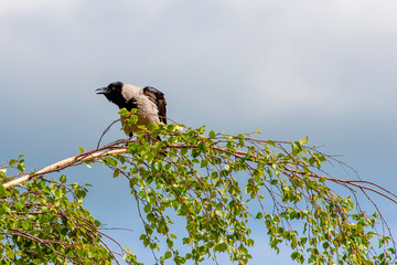 crow on a branch