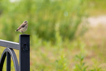 squirrel on a fence