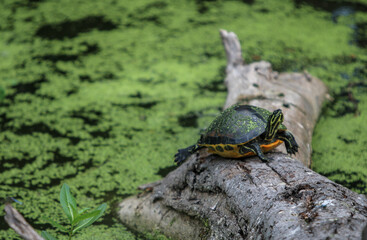 Turtle on a log in the swamp