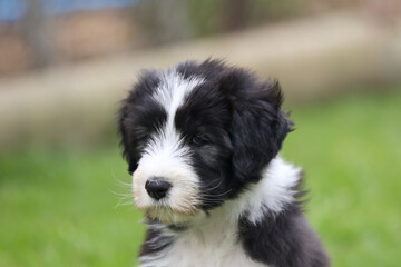 slate bearded collie baby puppy head