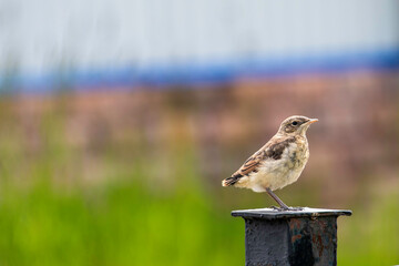 sparrow on a fence