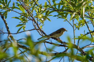 bird on a branch